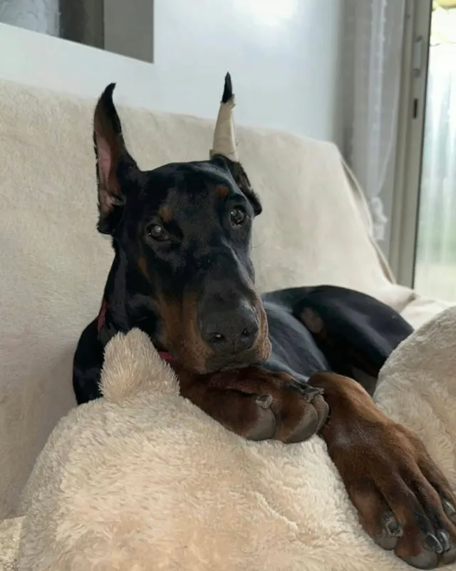 Doberman iz Hudi House odmara na kauču