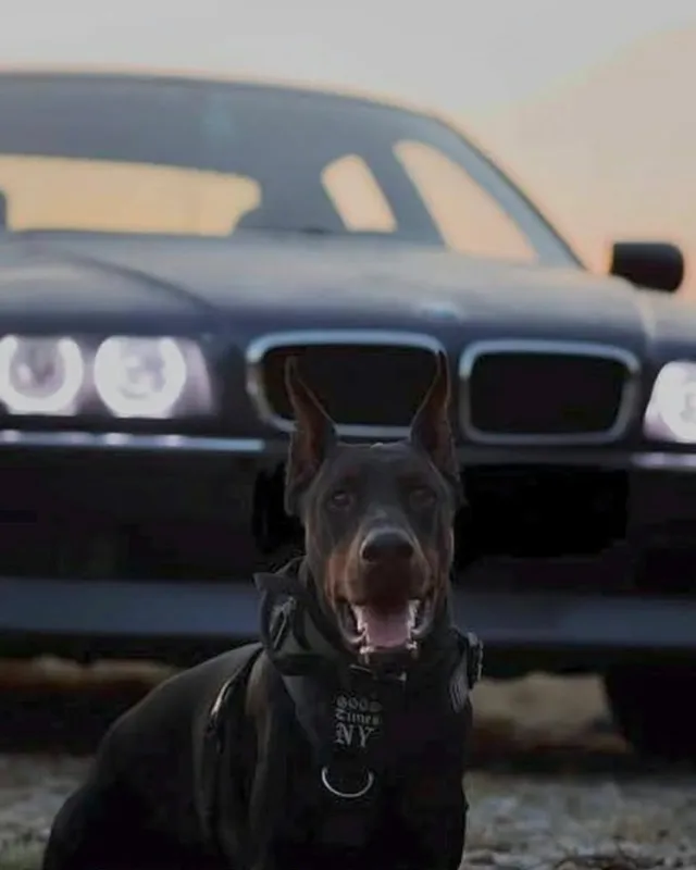 Doberman iz Hudi House ispred automobila