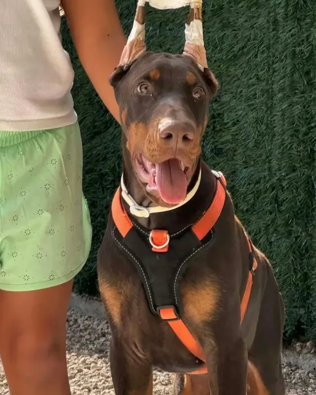 Braon doberman iz Hudi House u novom domu u Španiji